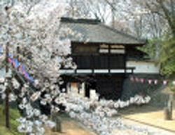 懐古園桜