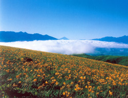 「車山高原」～天に青空、地に高原の花、眼前に広がる大パノラマ～
