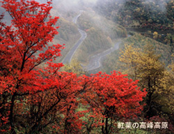 紅葉の高峰高原
