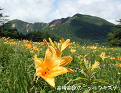 高峰高原のニッコウキスゲ