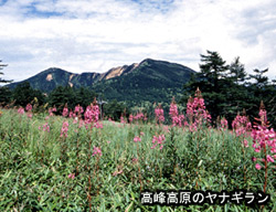 高峰高原からのヤナギラン