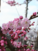 市の花：あんず