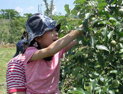 「豊富な農産物」